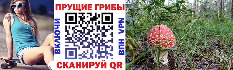 ОМГ ОМГ зеркало  закладка  Ветлуга  Галлюциногенные грибы GOLDEN TEACHER 